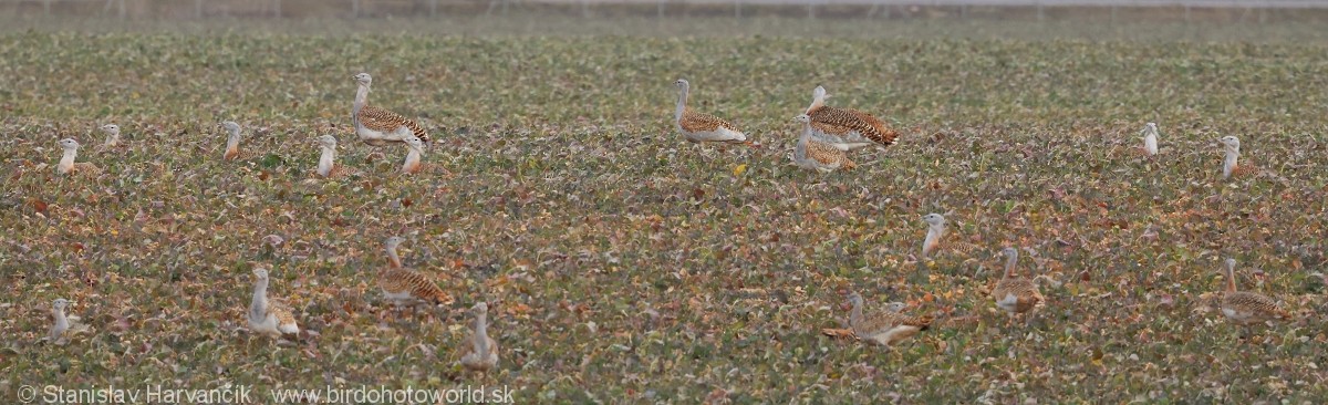 Great Bustard - ML620671087