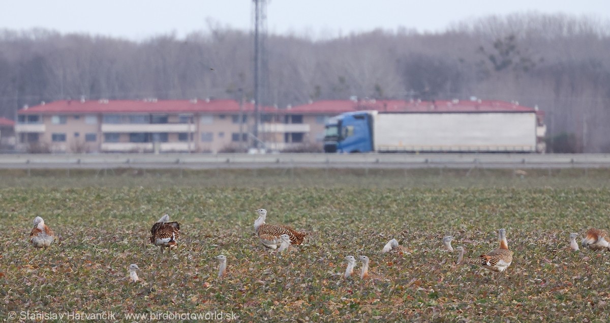 Great Bustard - ML620671088