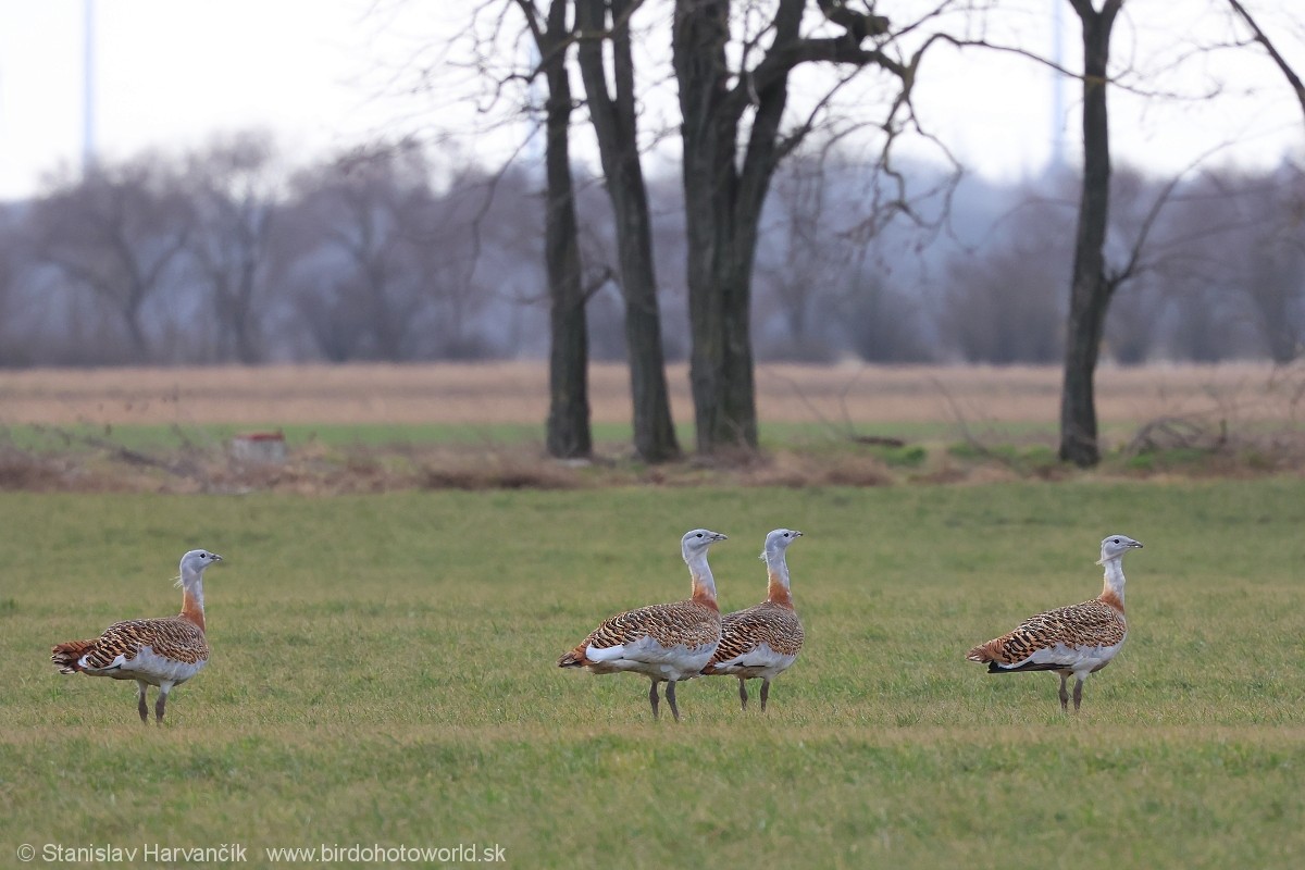 Great Bustard - ML620671089