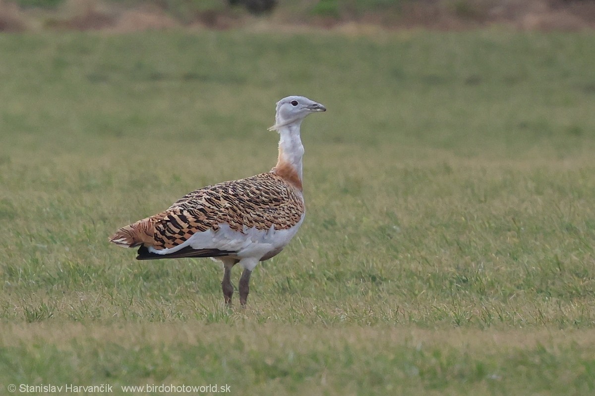 Great Bustard - ML620671090