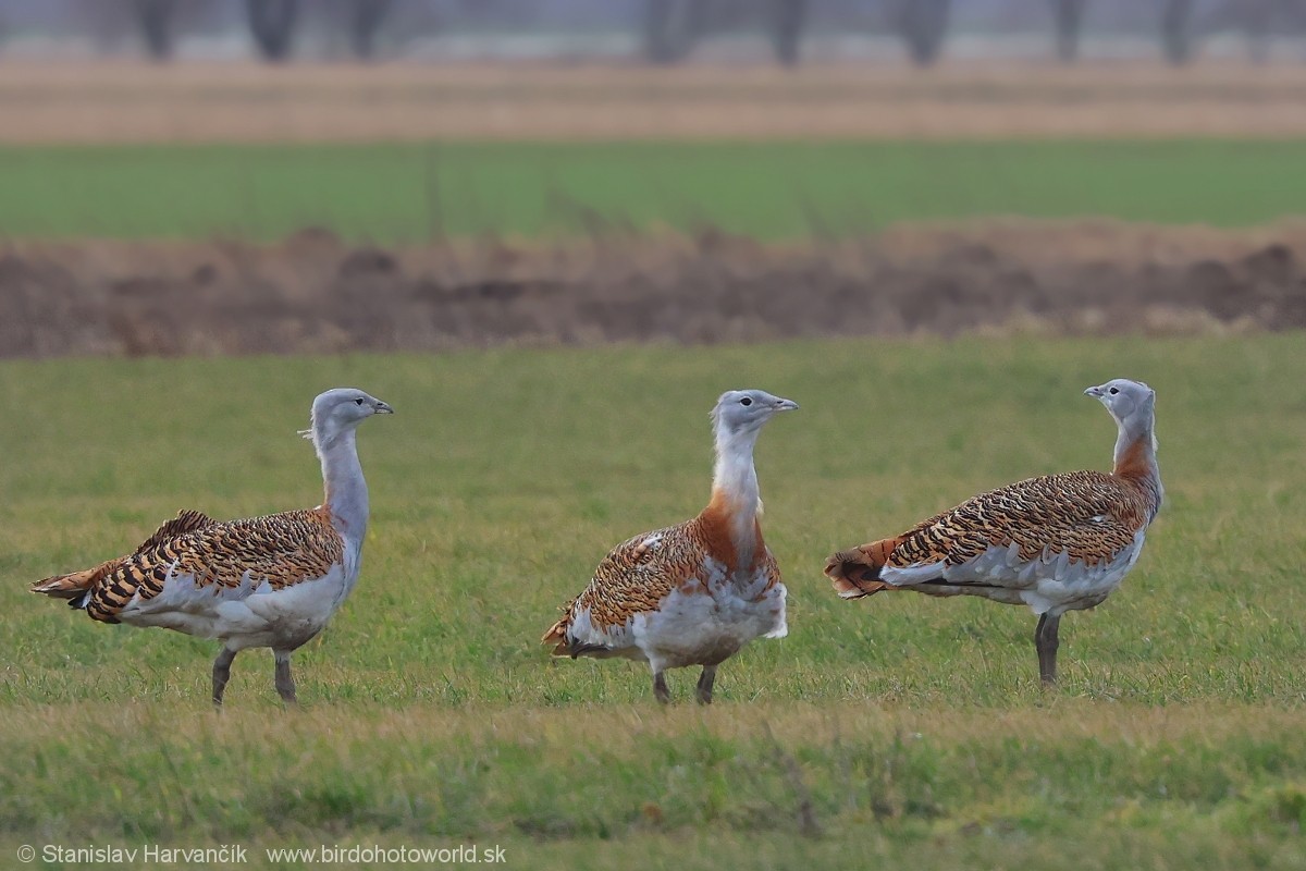 Great Bustard - ML620671092