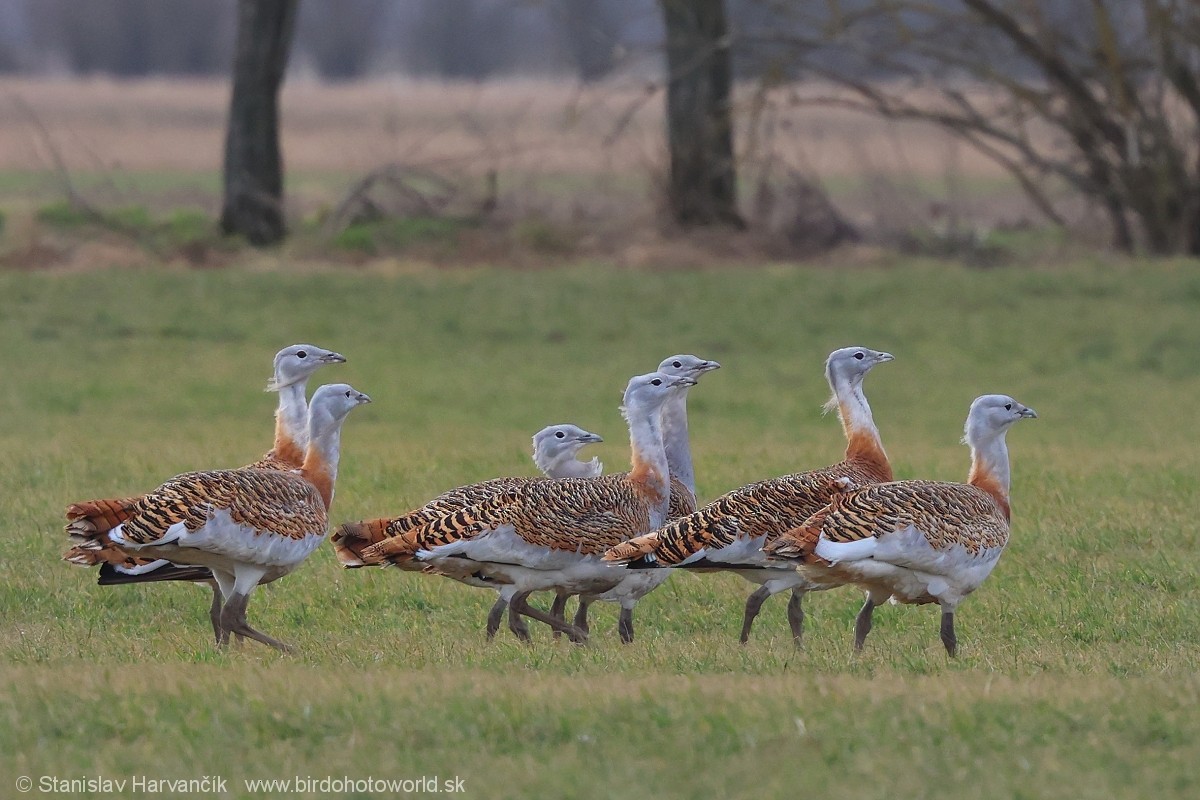 Great Bustard - ML620671095