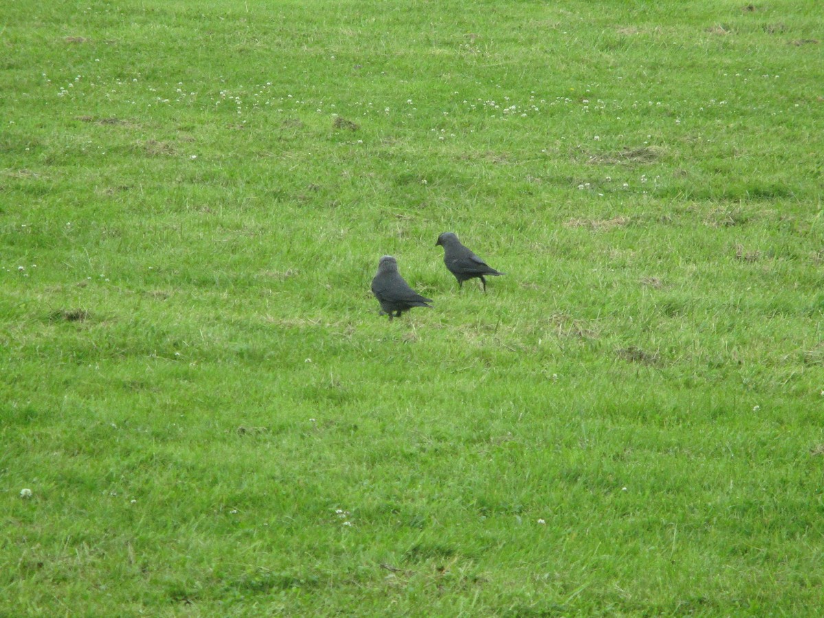 Eurasian Jackdaw - ML620671098