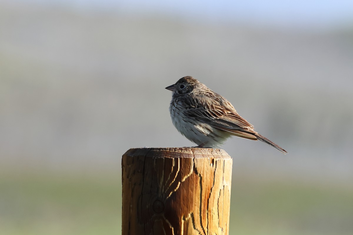 Vesper Sparrow - ML620671099