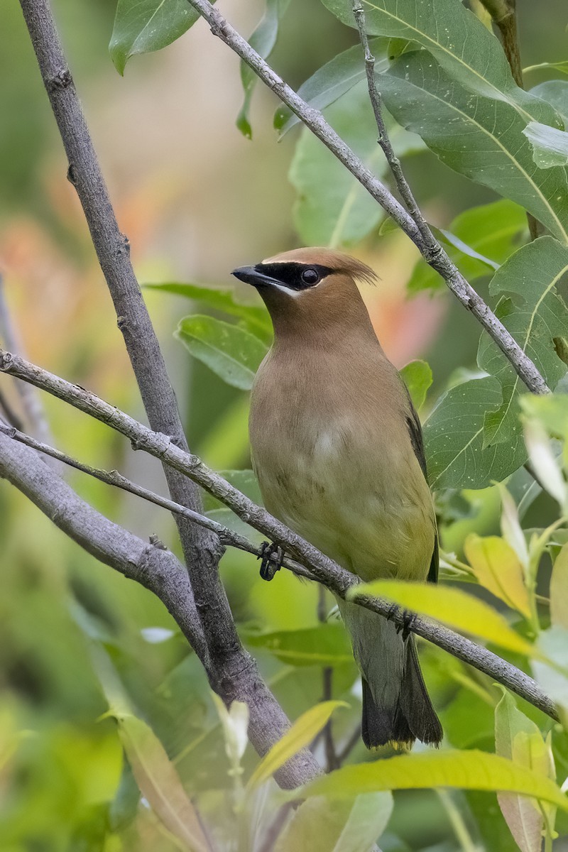 Cedar Waxwing - ML620671104