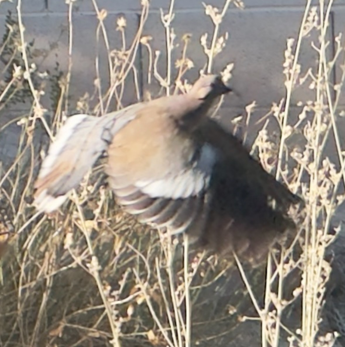 White-winged Dove - ML620671106