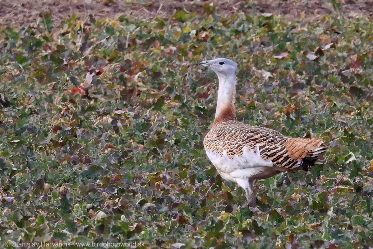 Great Bustard - ML620671115