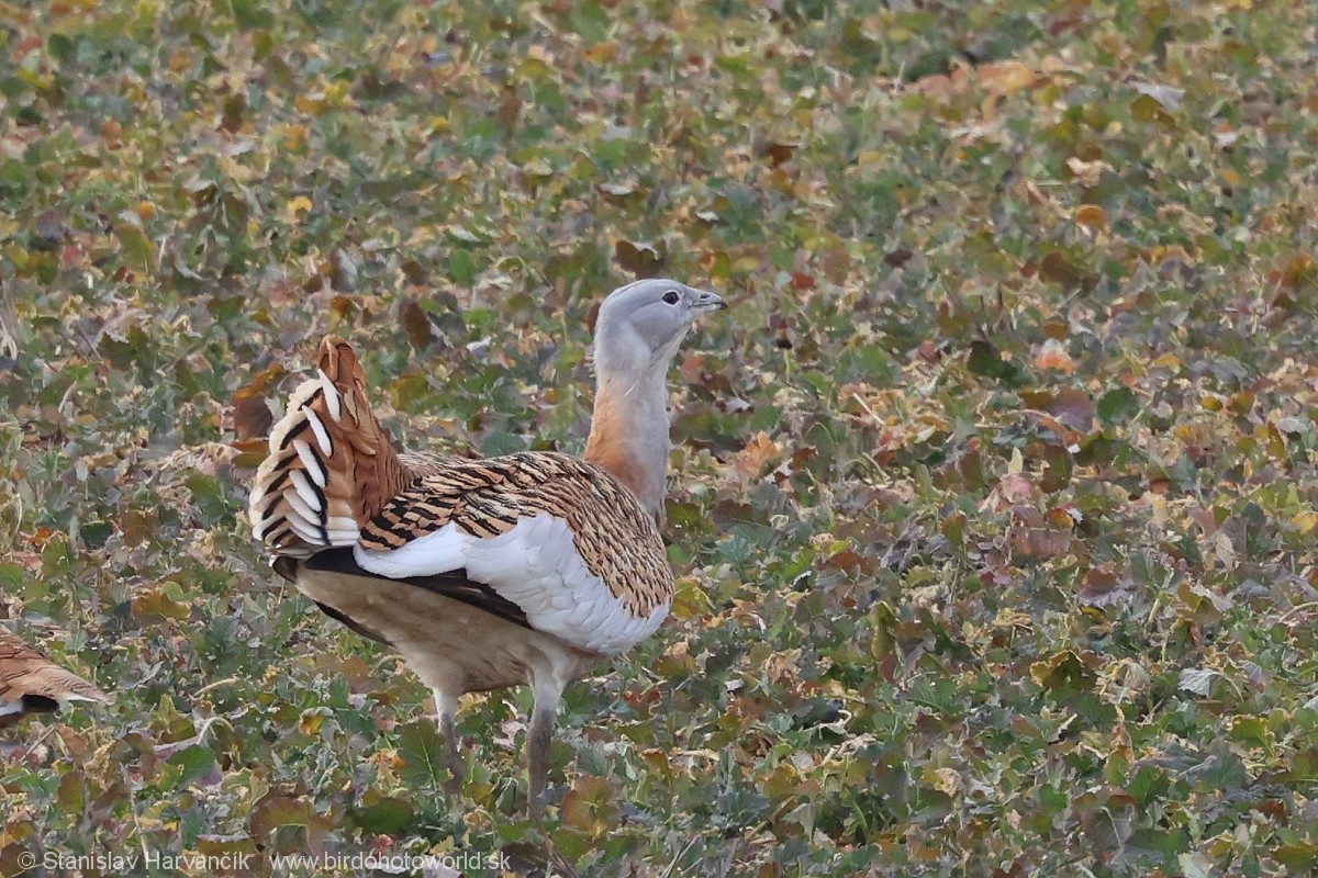 Great Bustard - ML620671116