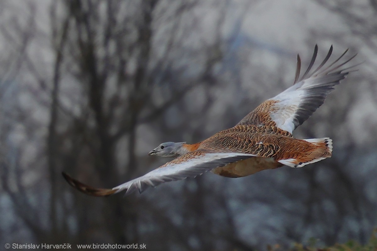 Great Bustard - ML620671118