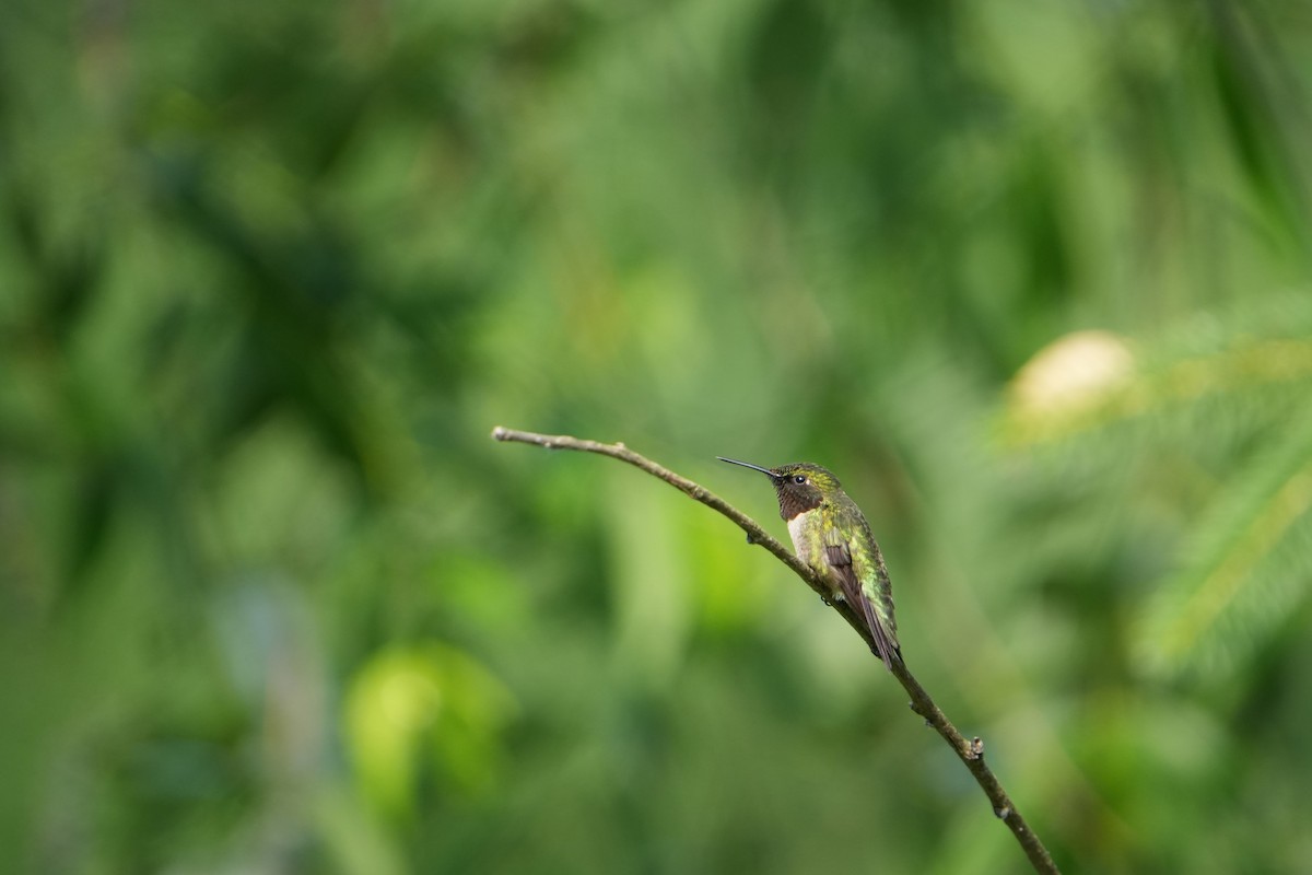 Colibri à gorge rubis - ML620671122