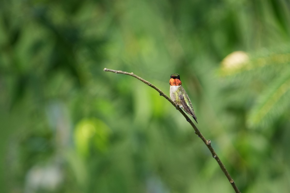 Colibri à gorge rubis - ML620671123