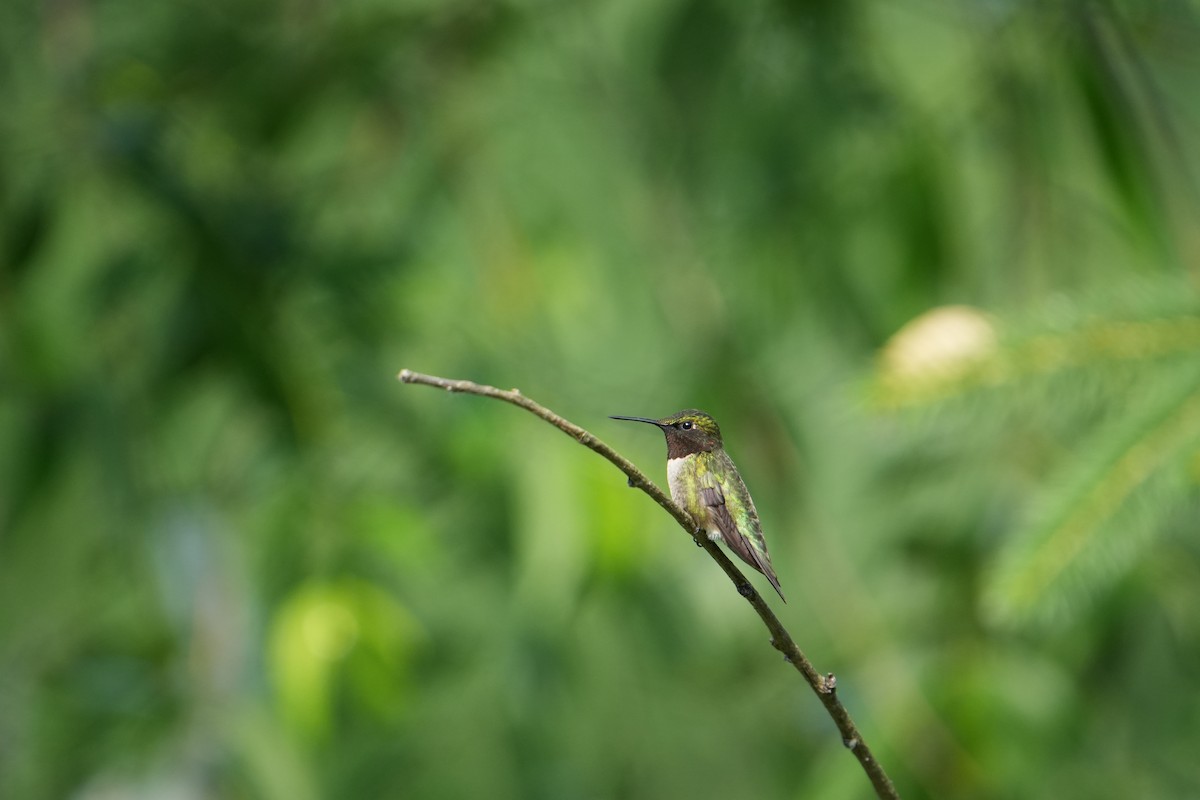 Colibri à gorge rubis - ML620671124