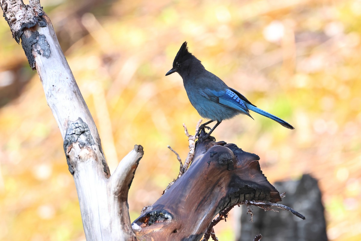 Steller's Jay - ML620671131