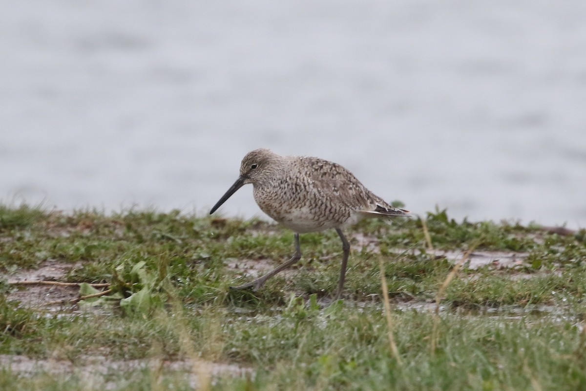 Willet - ML620671134