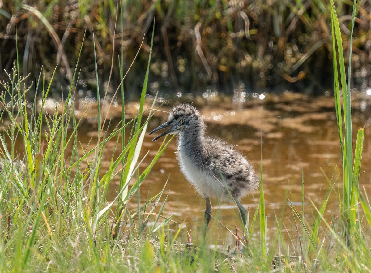 Willet - ML620671136