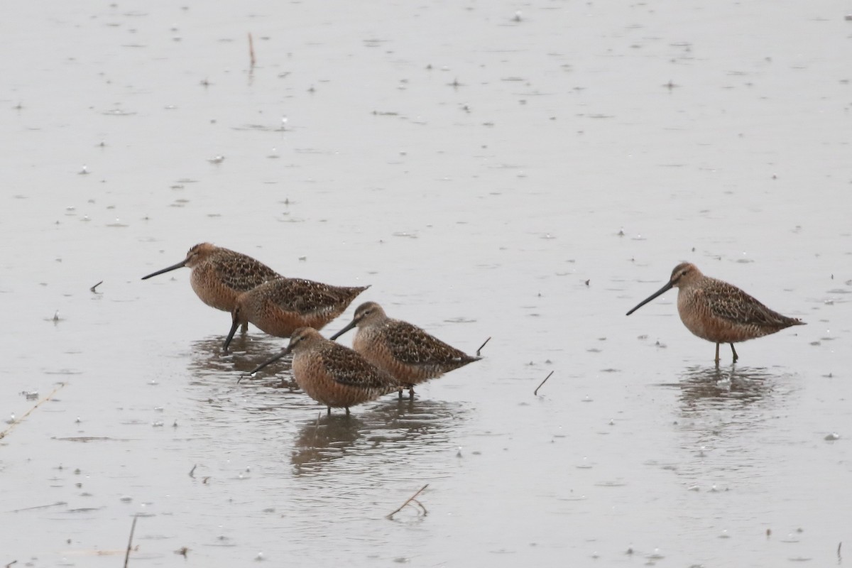 Long-billed Dowitcher - ML620671140