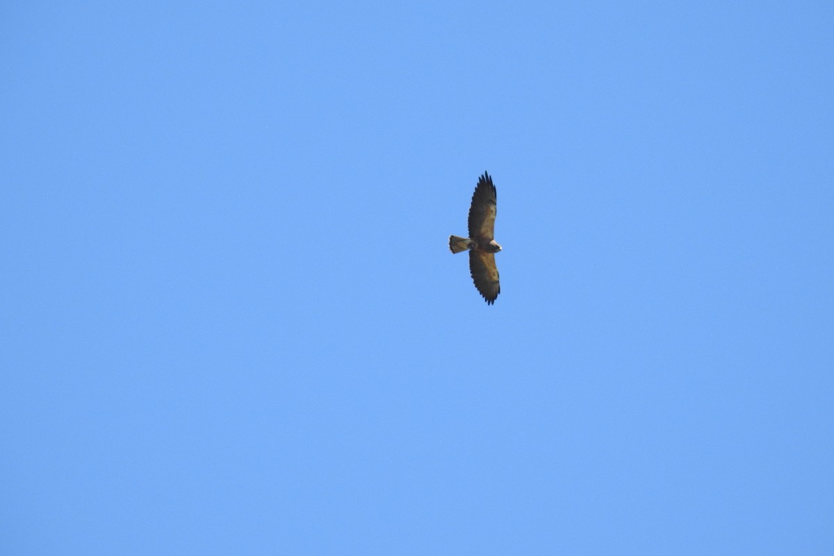 Swainson's Hawk - ML620671142