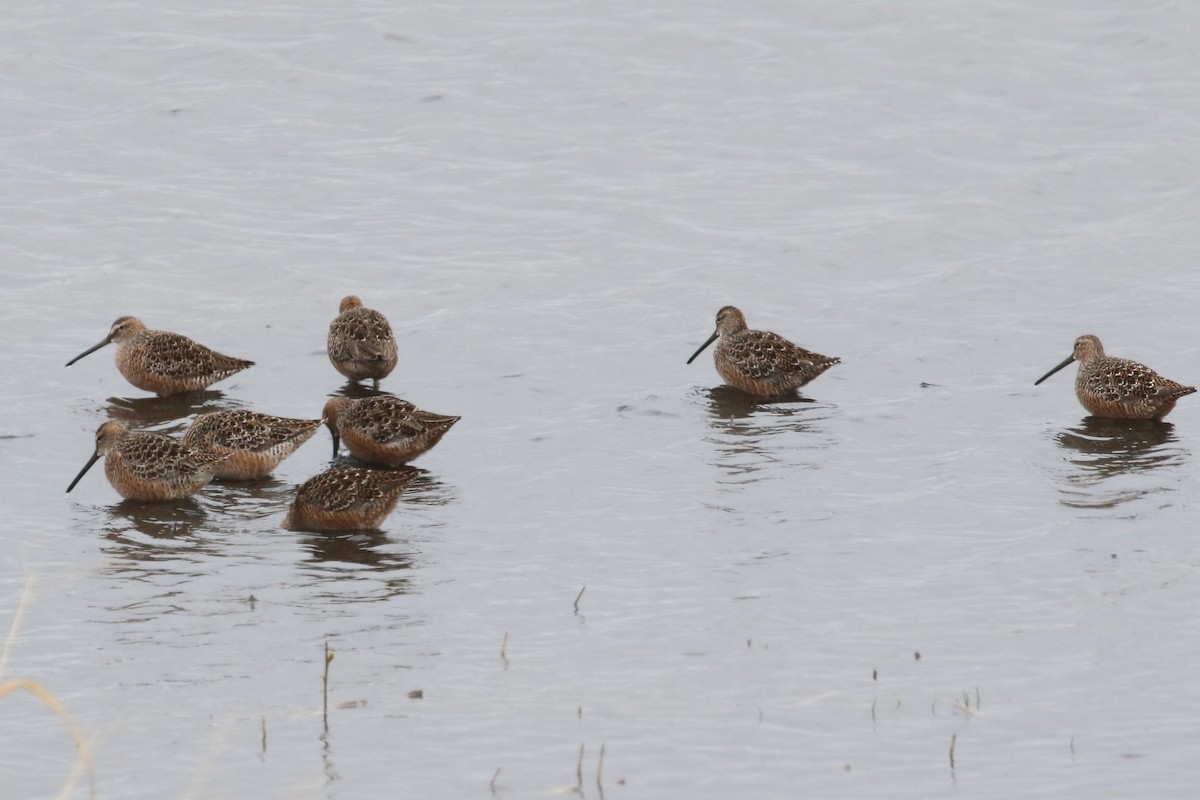 Long-billed Dowitcher - ML620671146