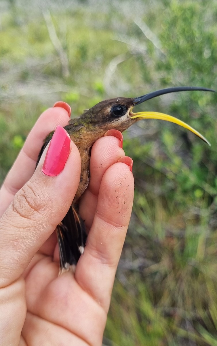 Rufous-breasted Hermit - ML620671151