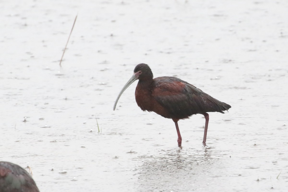 White-faced Ibis - ML620671156