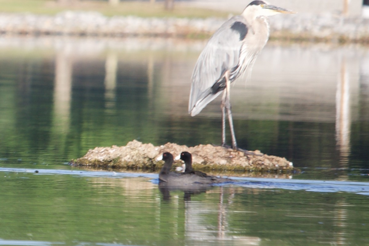 American Coot - ML620671157