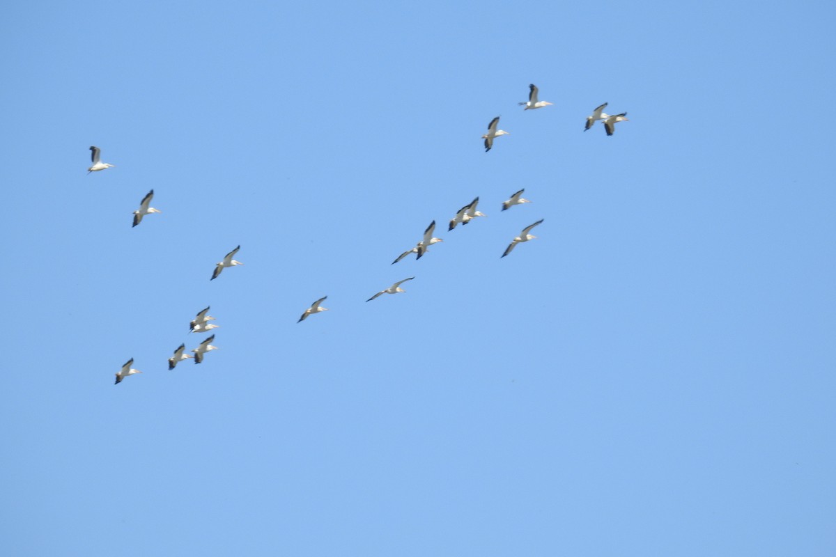 American White Pelican - ML620671160