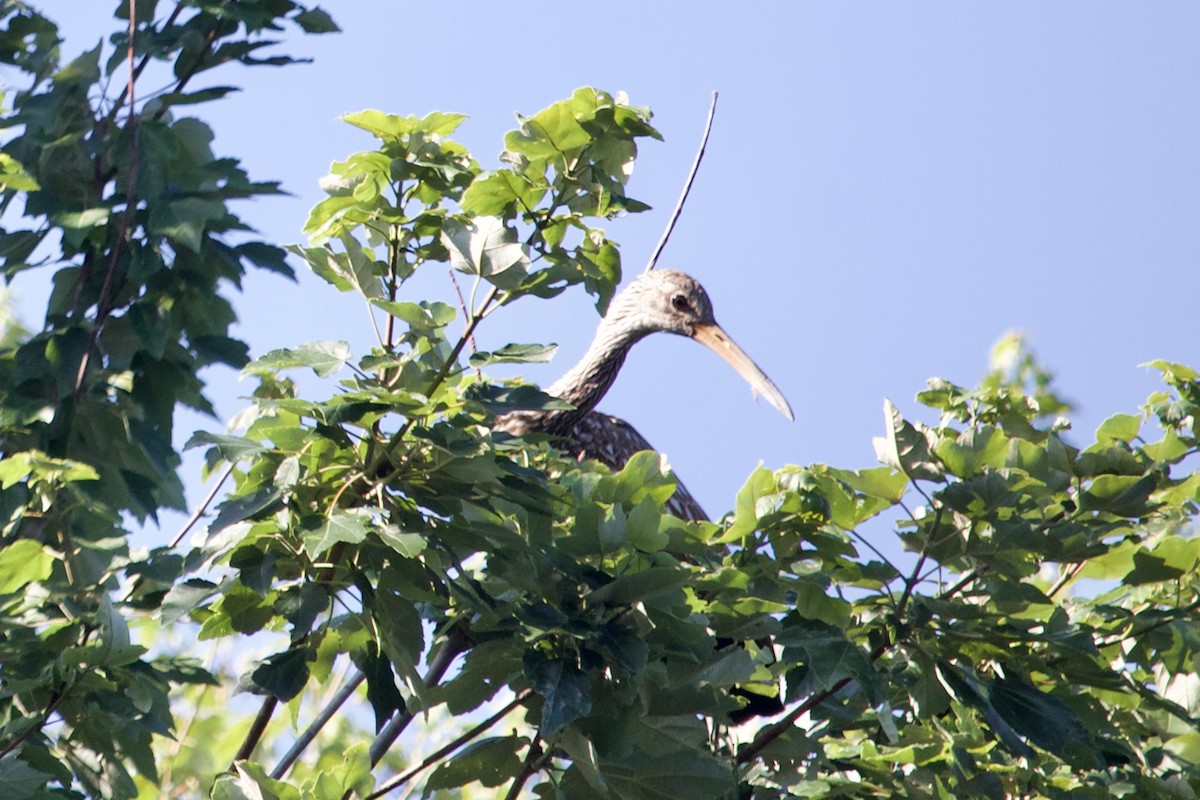 Limpkin - Mark Pellegri