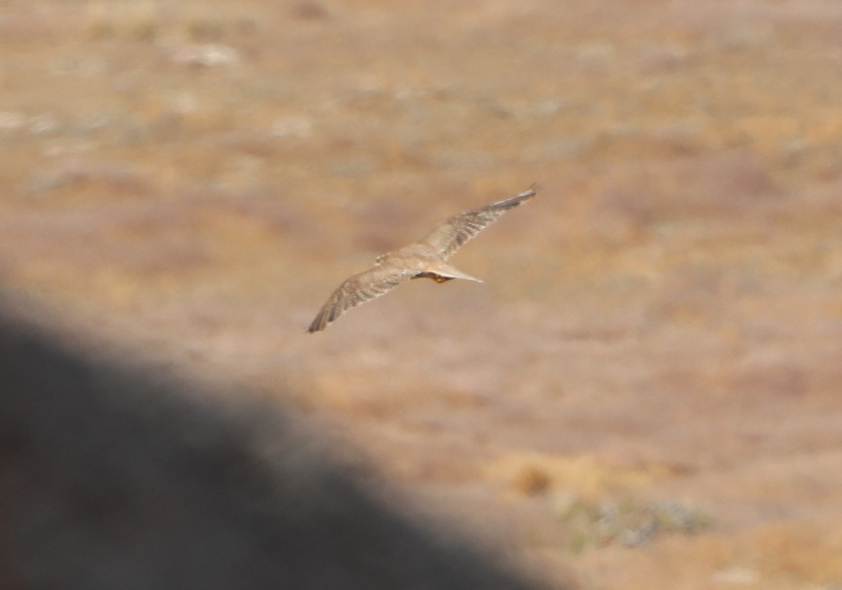 Prairie Falcon - ML620671167