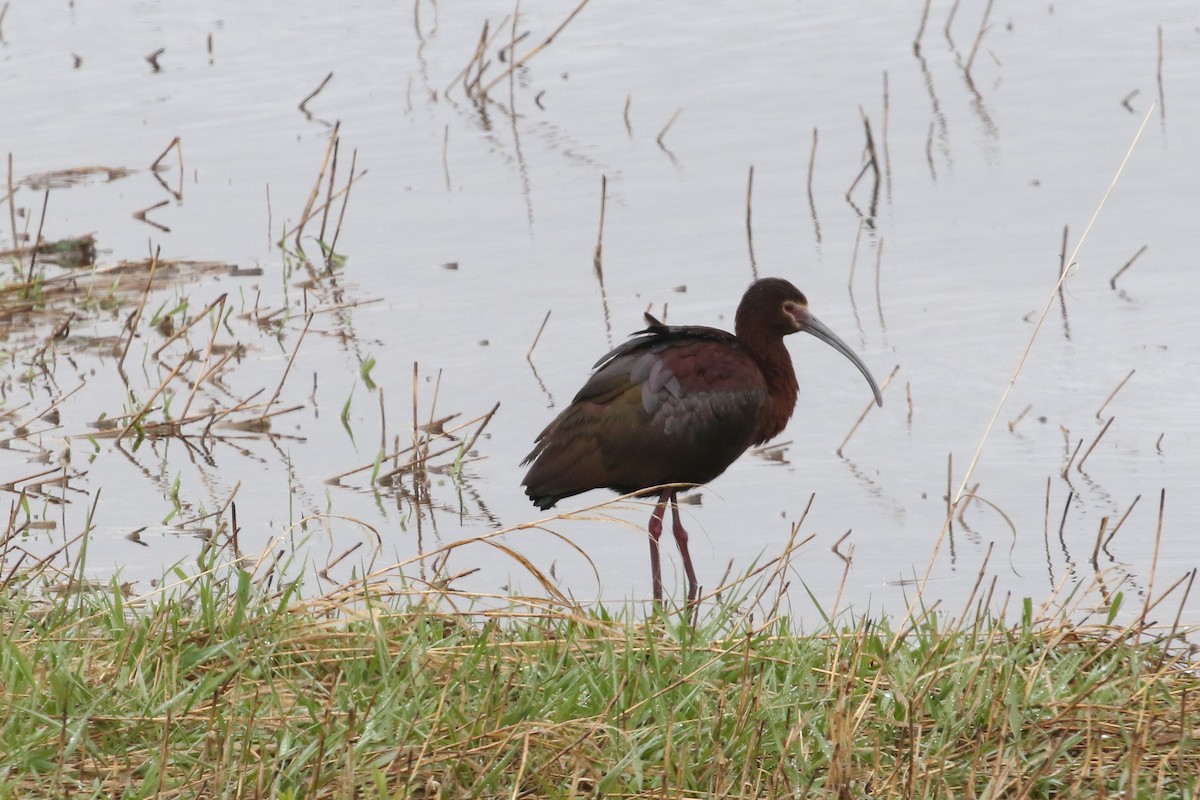 White-faced Ibis - ML620671169