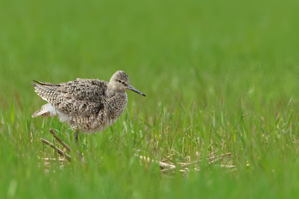 Willet - ML620671173