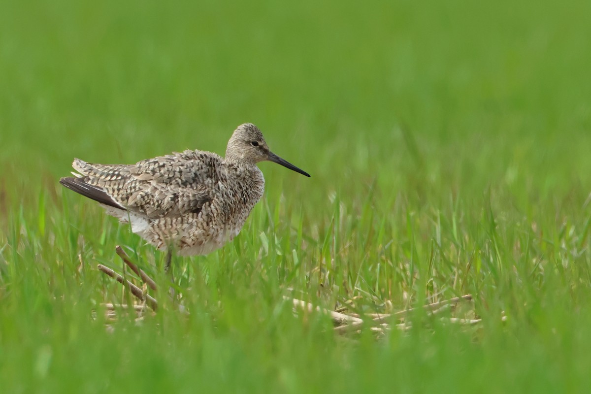 Willet - ML620671178