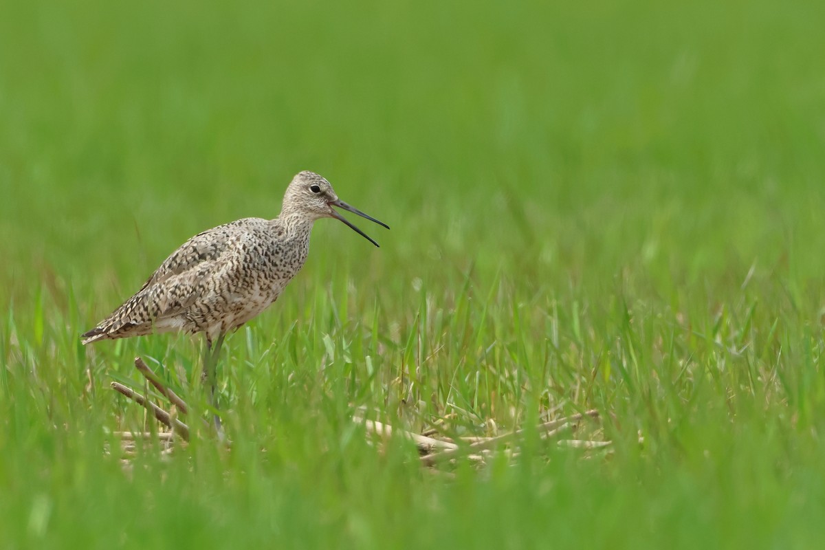 Willet - ML620671179