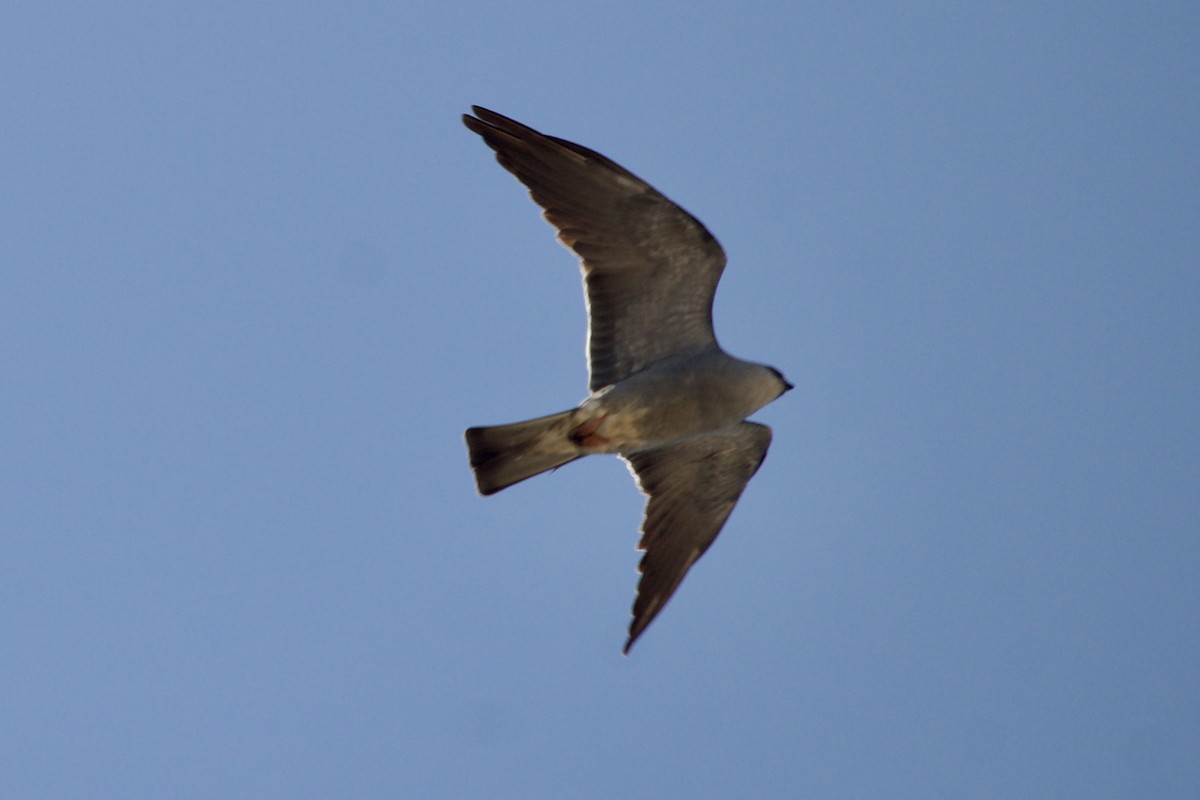 Mississippi Kite - ML620671181