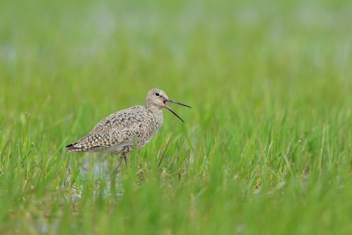 Willet - ML620671184