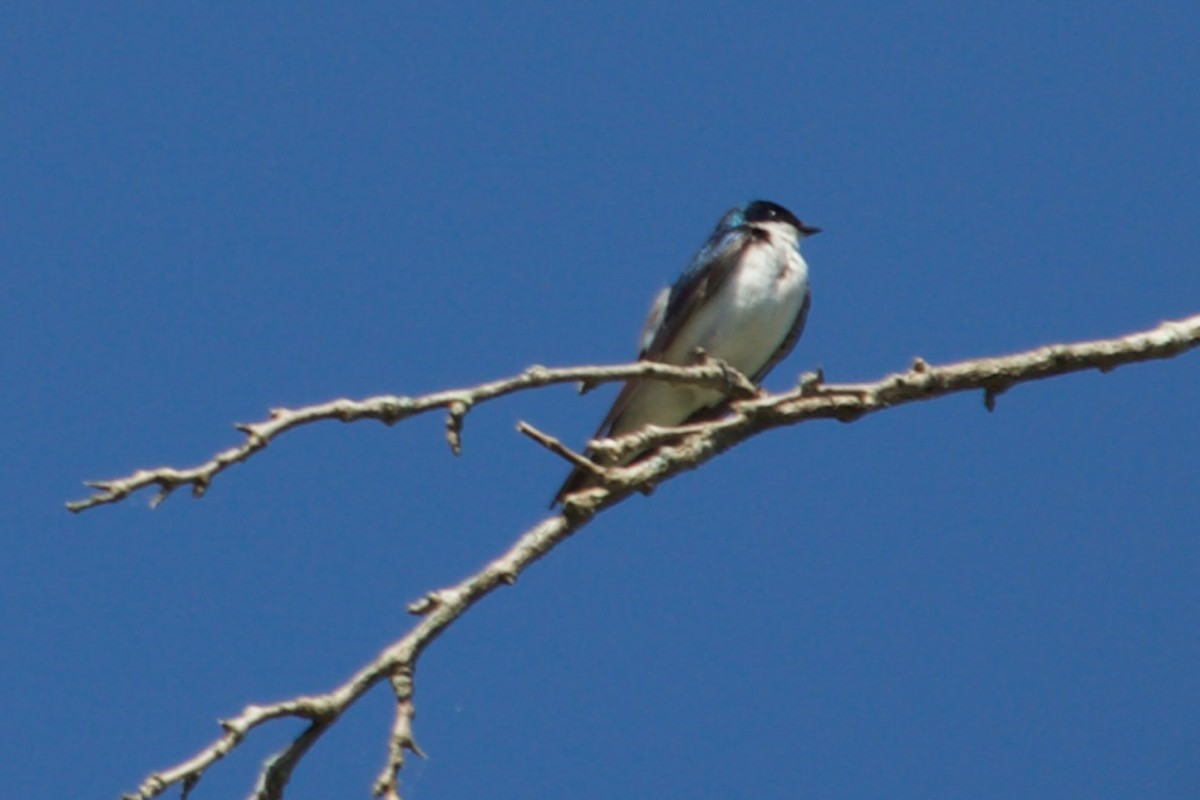 Golondrina Bicolor - ML620671187