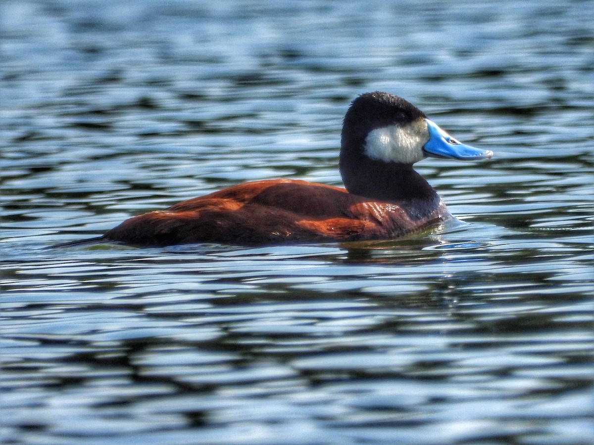 Ruddy Duck - ML620671188