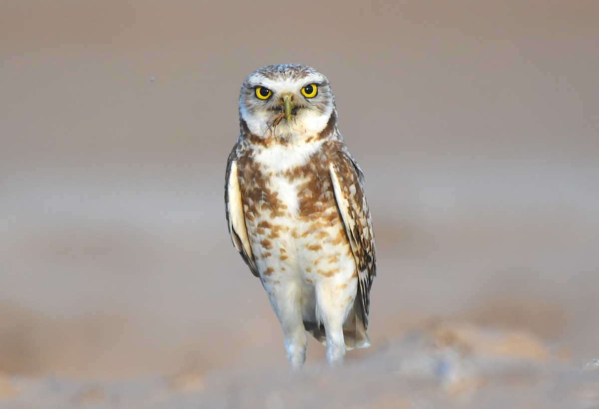 Burrowing Owl - ML620671192