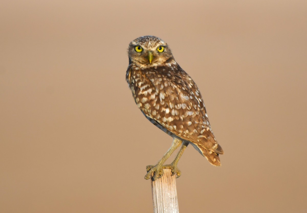 Burrowing Owl - ML620671196