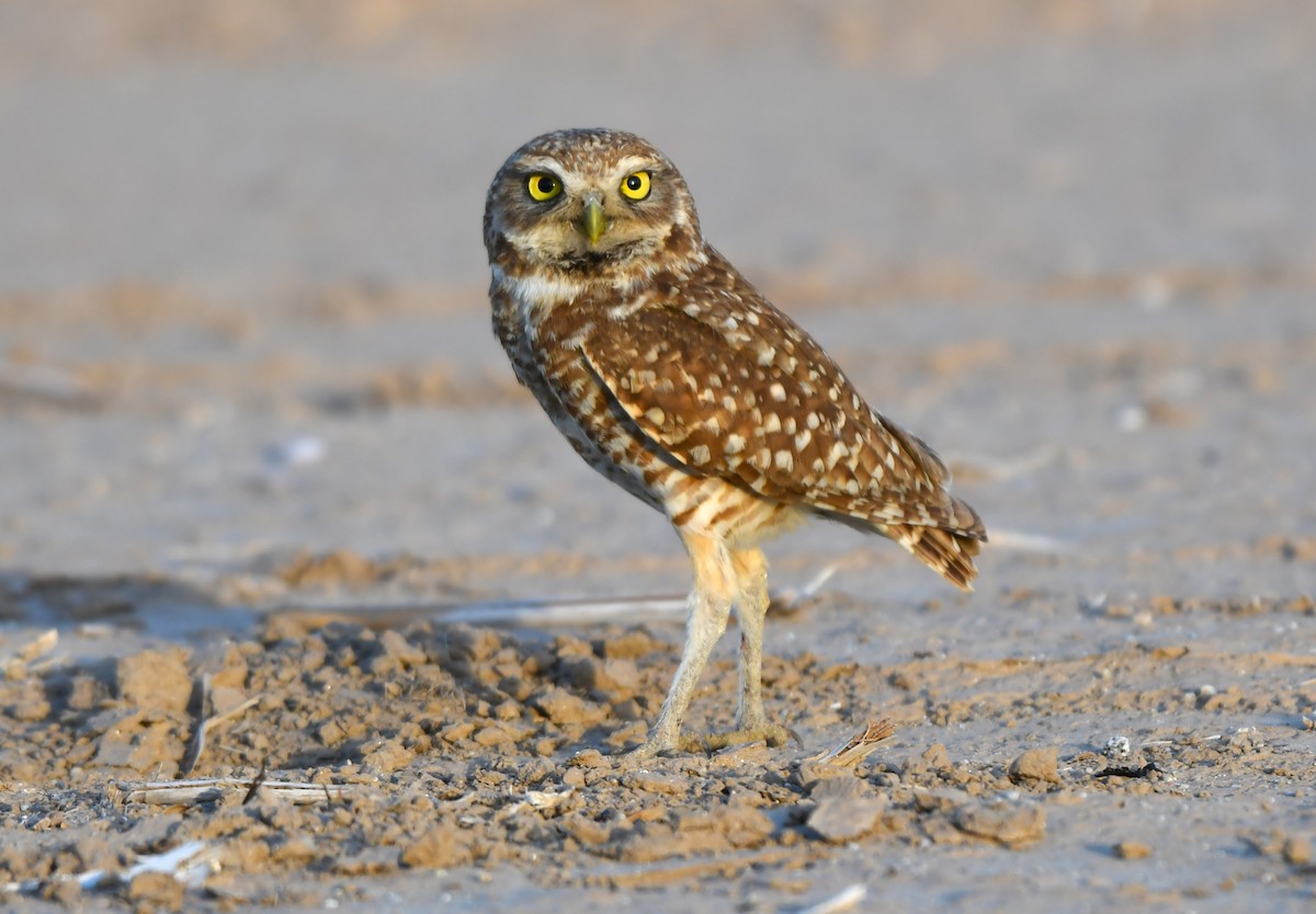 Burrowing Owl - Sandi Diehl