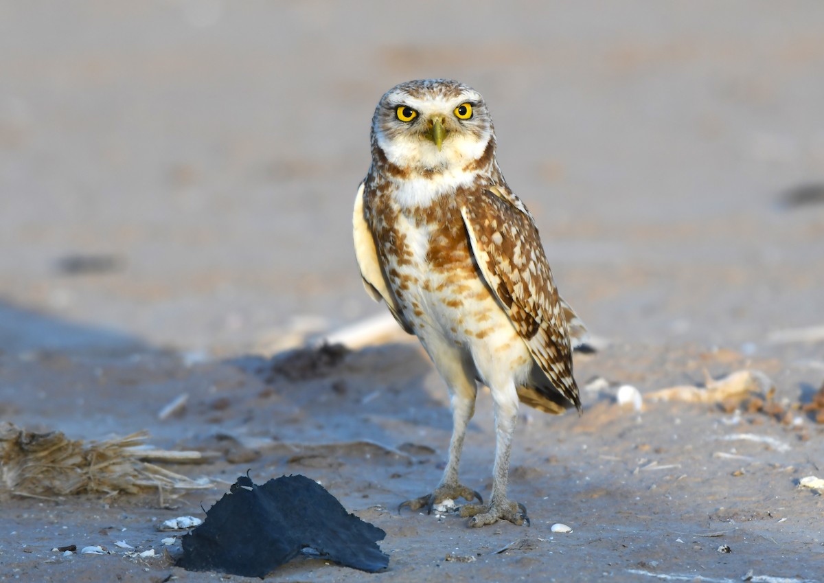 Burrowing Owl - ML620671198