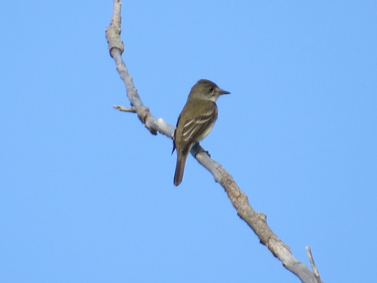 Willow Flycatcher - ML620671203