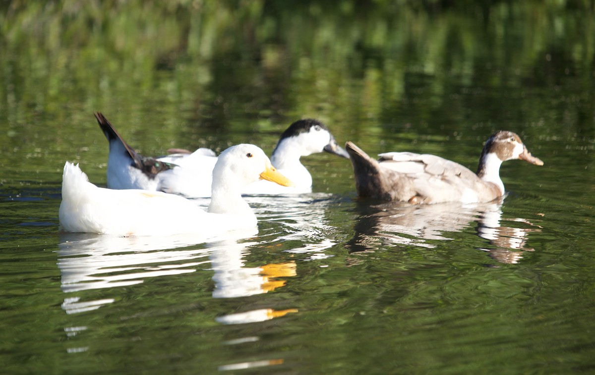 Mallard (Domestic type) - ML620671205