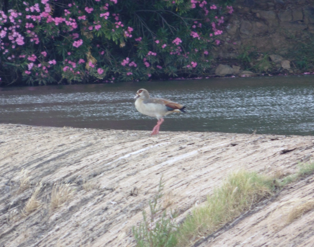 Egyptian Goose - ML620671207