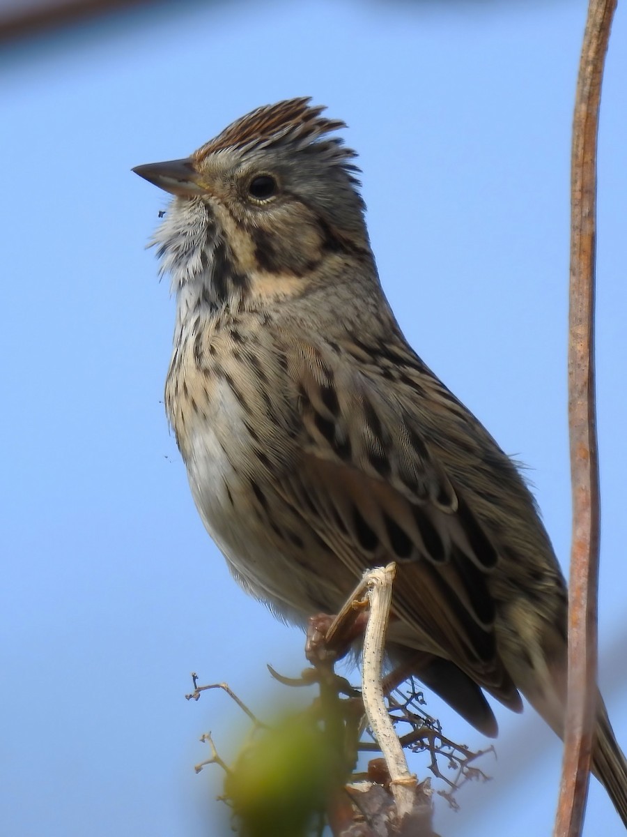 Lincoln's Sparrow - ML620671208