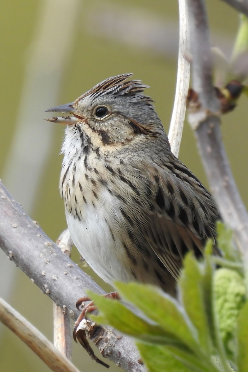 Lincoln's Sparrow - ML620671209