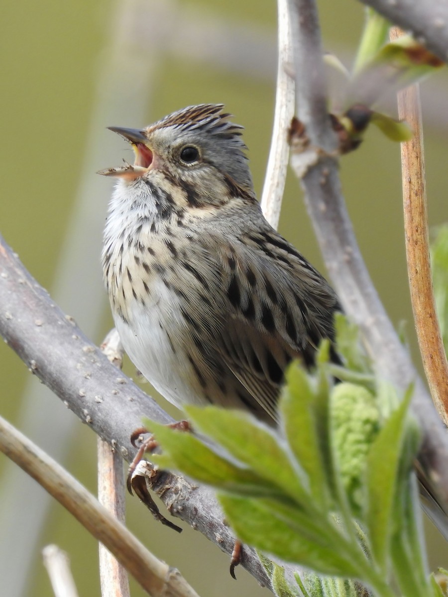 Lincoln's Sparrow - ML620671211