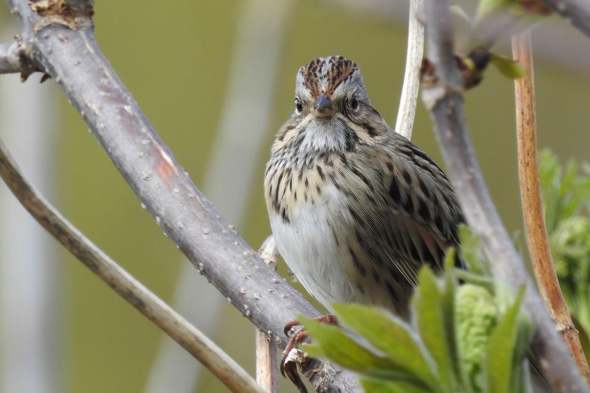 Lincoln's Sparrow - ML620671212