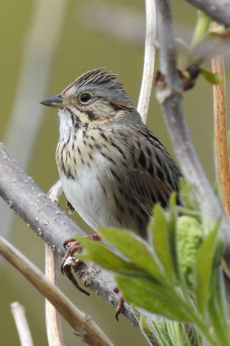 Lincoln's Sparrow - ML620671213