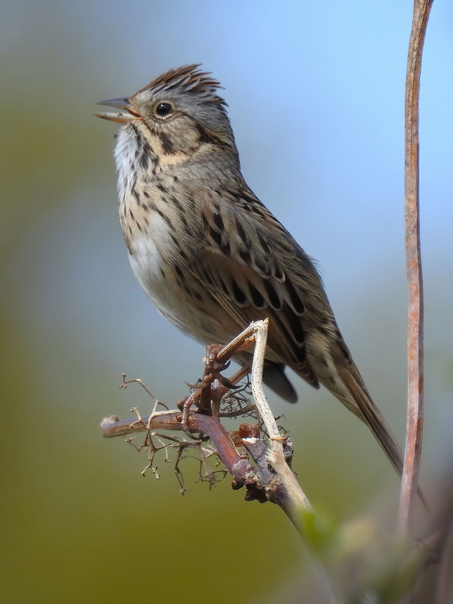 Lincoln's Sparrow - ML620671214