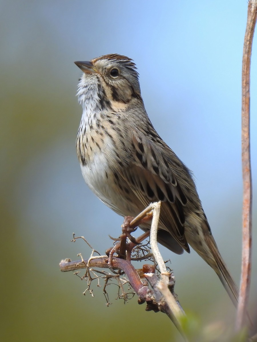 Lincoln's Sparrow - ML620671215